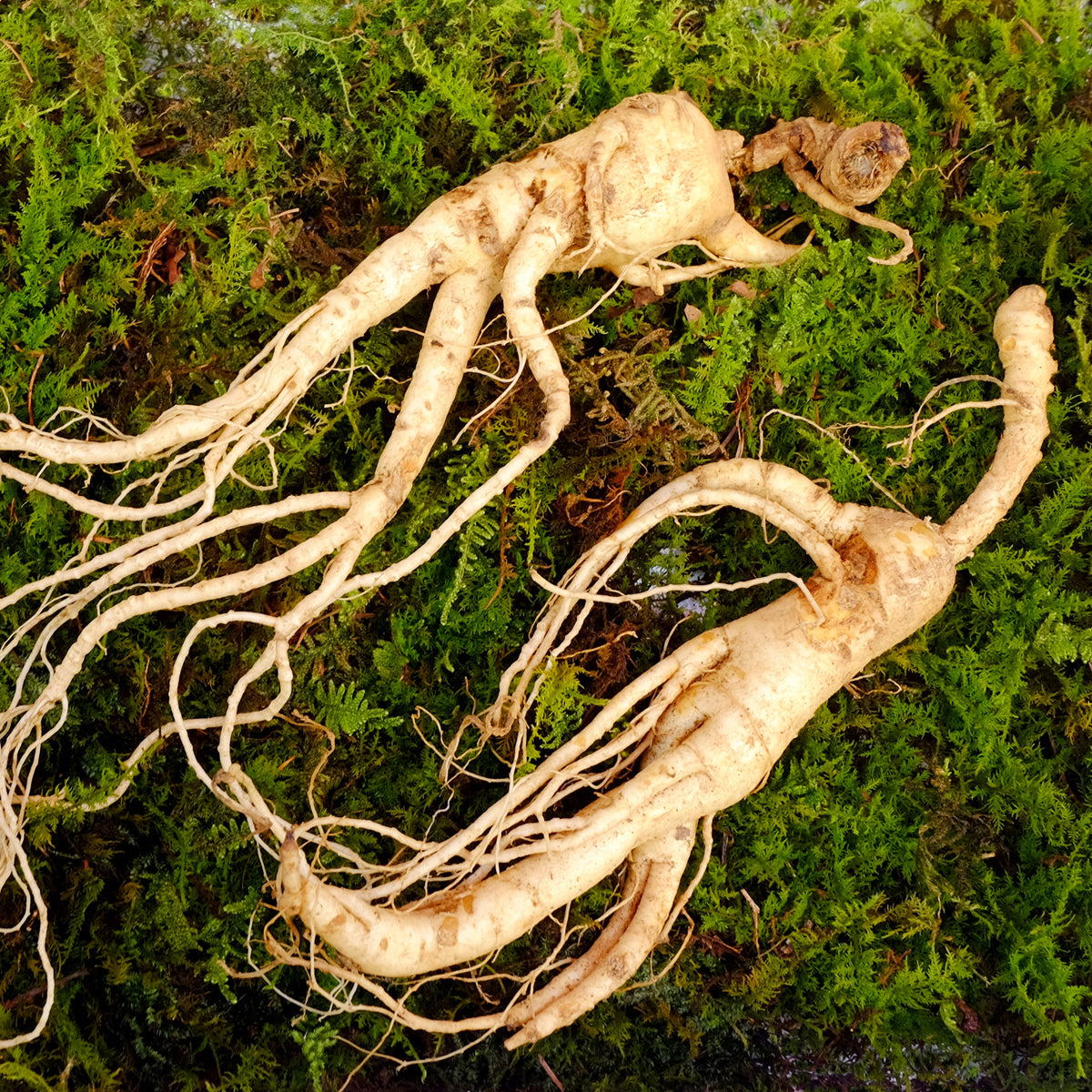 ENDOQIN Manpower Forte • 90 kapsula