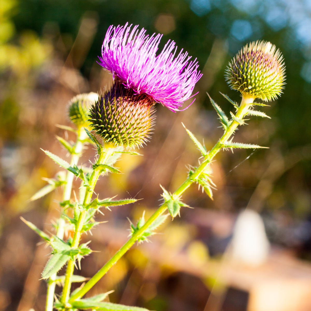 Mannavita mađarsko hladno prešano ulje sjemenki sikavice • 250 ml