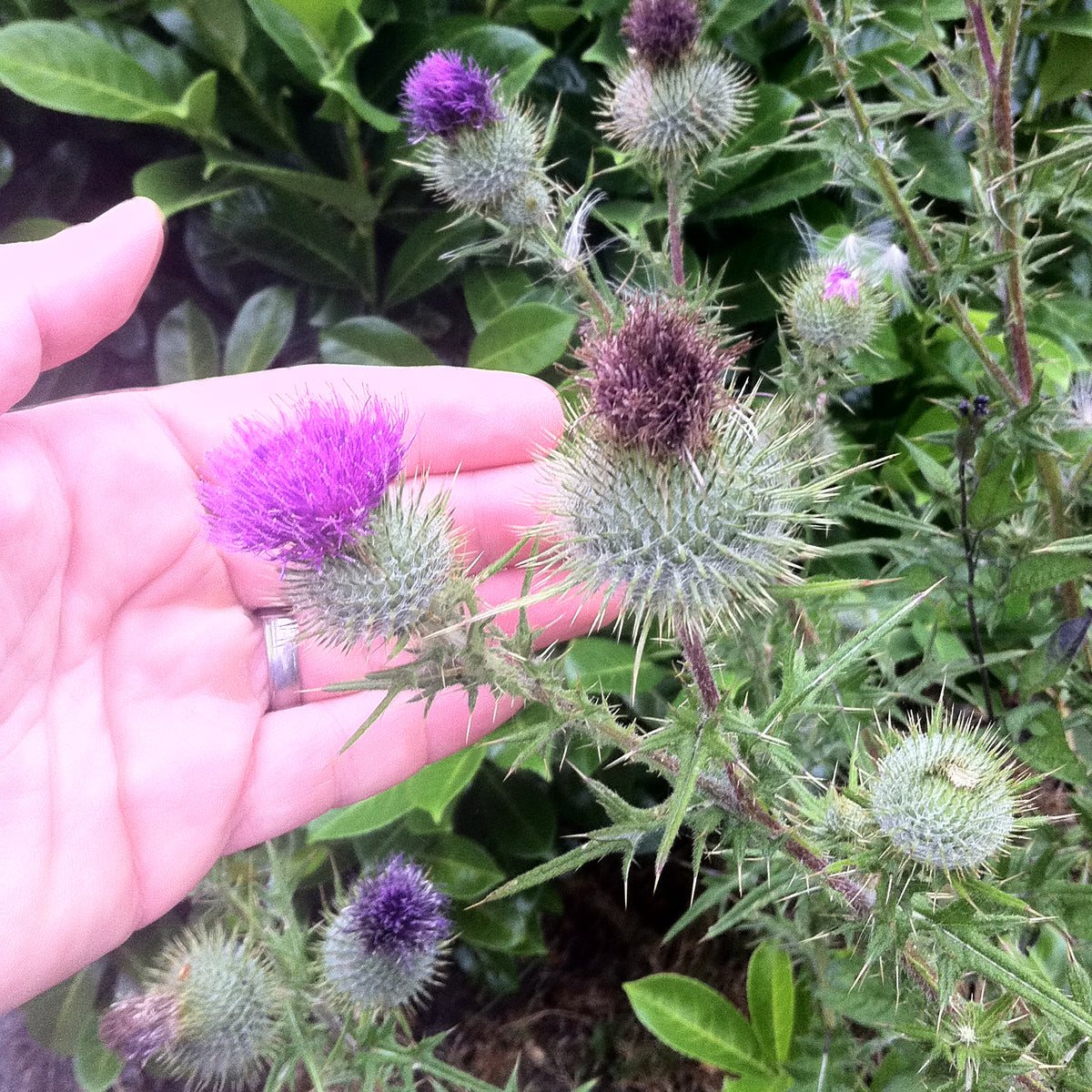 Mannavita mađarsko hladno prešano ulje sjemenki sikavice • 250 ml