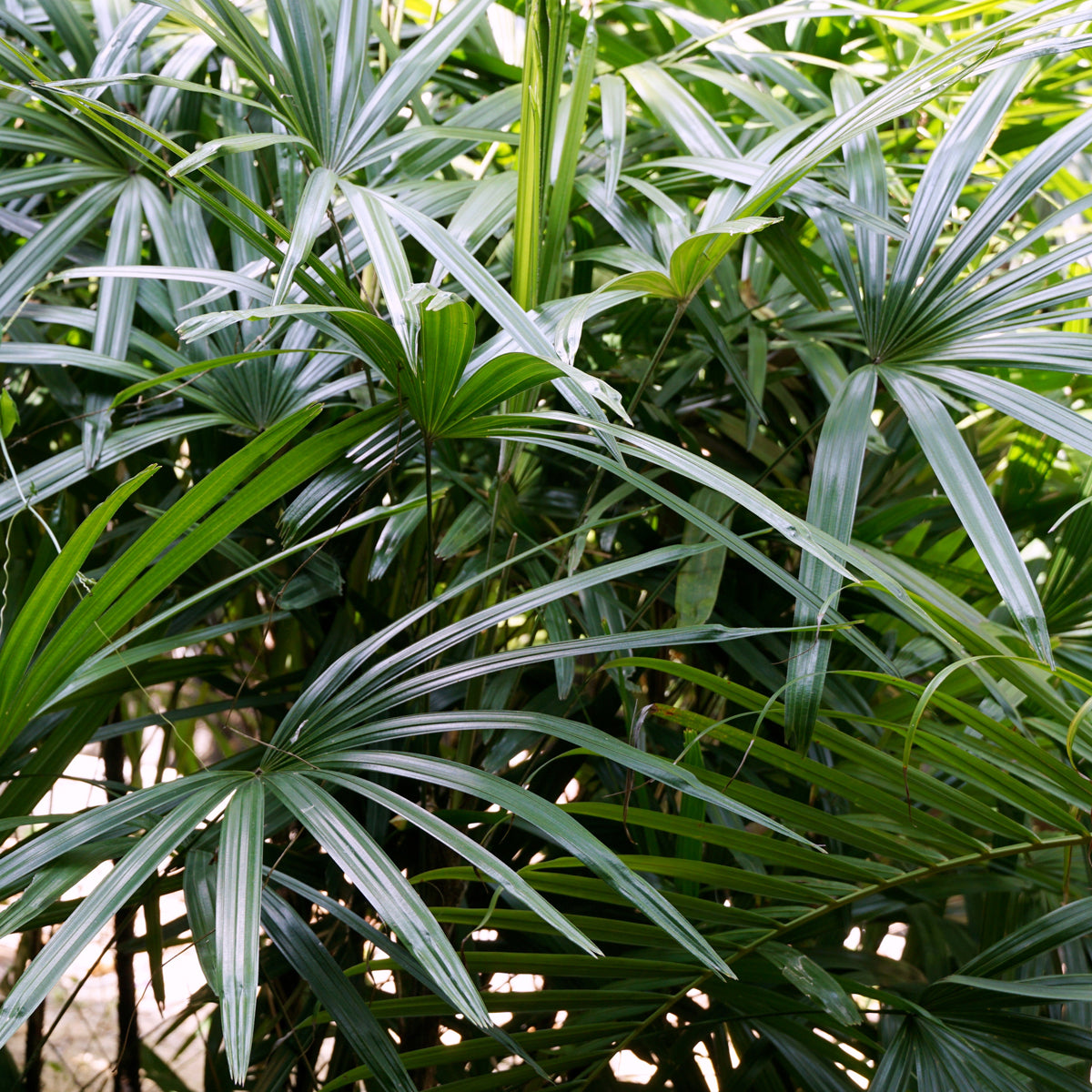 PROSTAX kompleks za prostatu • 60 kapsula