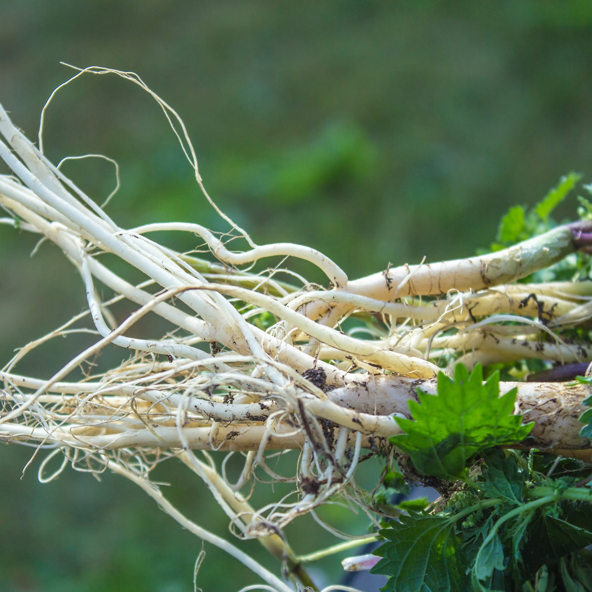 PROSTAX kompleks za prostatu • 60 kapsula