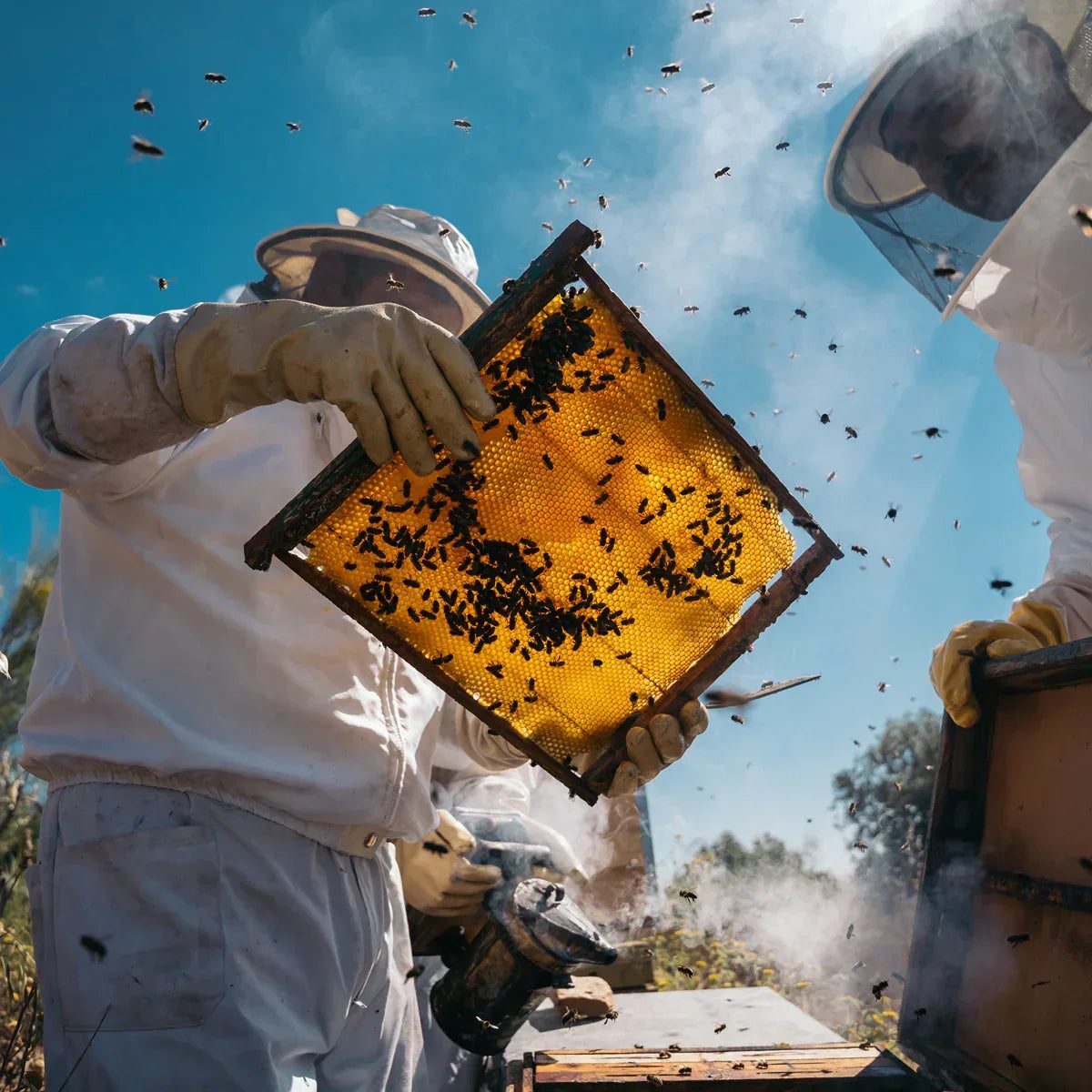 Mannavita Premium Royal jelly • 2.5% 10-HDA • 100g - Mannavita