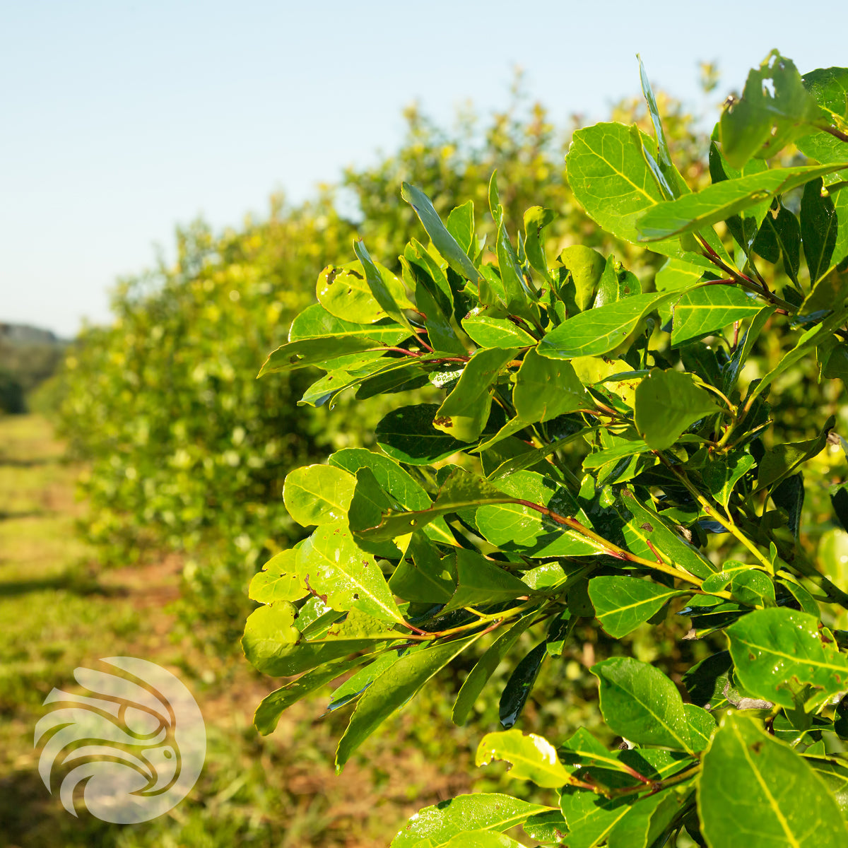 CBSé yerba mate čaj • Silueta • 500 g