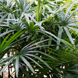 PROSTAX kompleks za prostatu • 60 kapsula