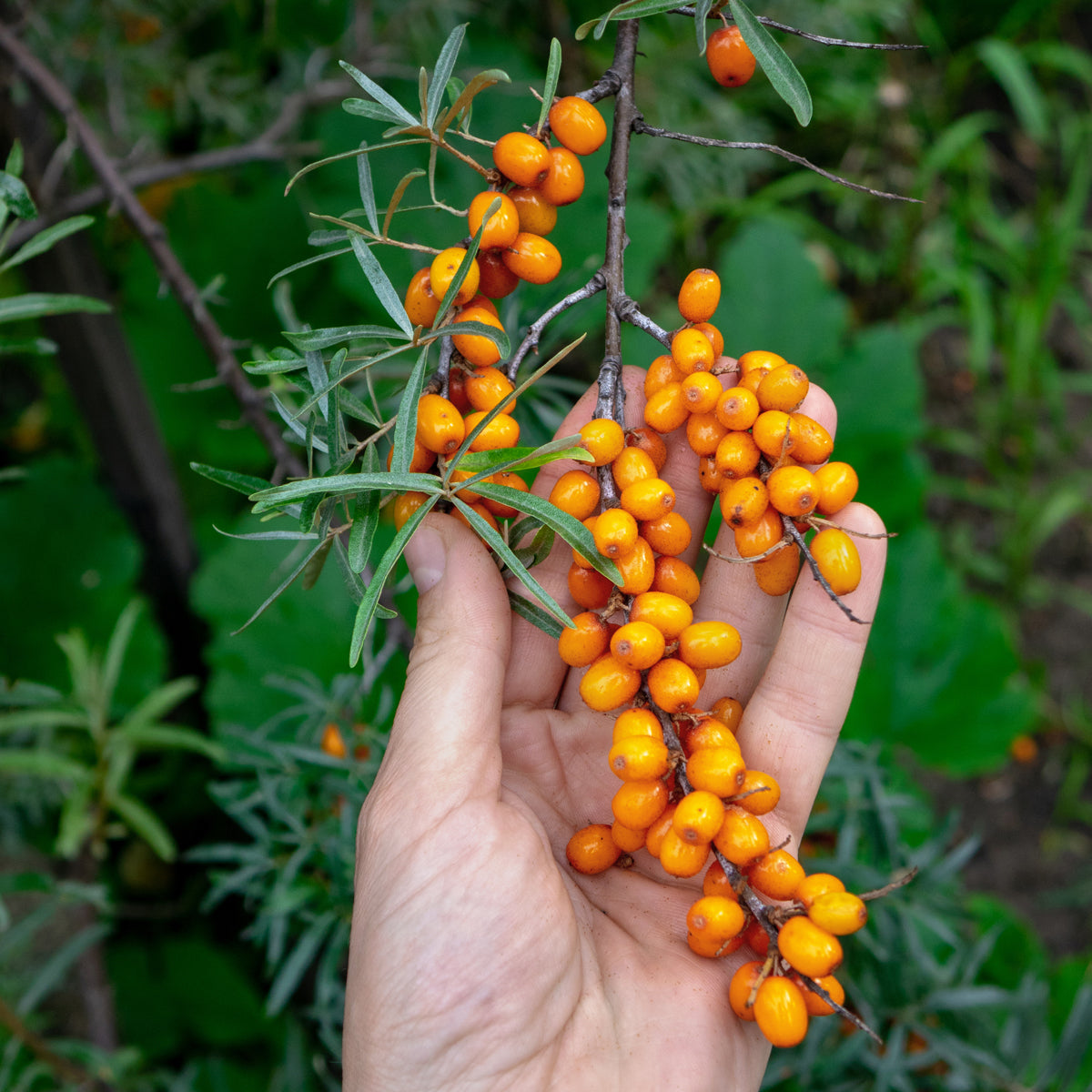 Mannavita mađarsko hladno prešano ulje sjemenki pasjeg trna • 40 ml