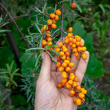 Mannavita mađarsko hladno prešano ulje sjemenki pasjeg trna • 40 ml